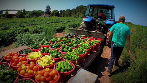 منها صحراوية.. أكثر 7 دول عربية منتجة للخضراوات