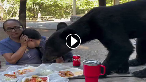 رعب يخطف الأنفاس.. أم تحمي طفلها من دب جائع قفز على طاولتهما