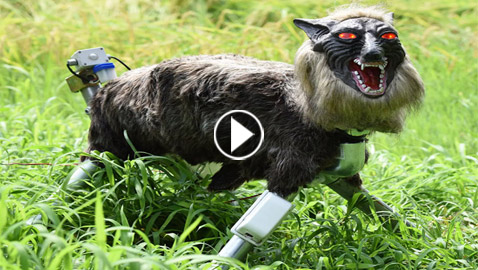 فيديو: اليابان تواجه الدببة بذئاب روبوتية عيونها متوهجة وأنيابها مرعبة!