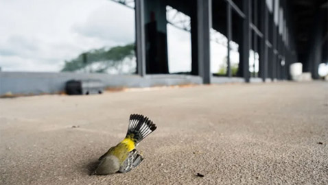 نفوق 1000 طائر نتيجة تصميم هندسي في شيكاغو!