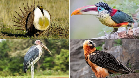 صور: تعرفوا إلى 10 من أغرب الطيور الموجودة التي لم تعرفوها من قبل!