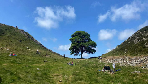 ما قصتها؟ قطع شجرة معمرة في بريطانيا يثير صدمة وحزنا