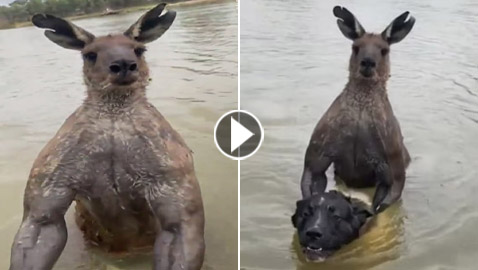 فيديو مضحك: كنغر يحاول إغراق كلب ويوسع ضربا رجلا حاول إنقاذه!