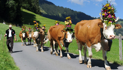 بالفيديو: تعرّف على حياة الأبقار في سويسرا