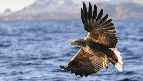 صور لحيوانات لن نراها مجدداً بعد انقراضها