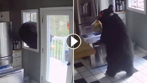 دب يسرق منزلا على طريقة اللصوص ويهرب من النافذة.. فيديو