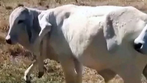 عجل بـ6 أرجل يثير حيرة العلماء.. وتفسير وحيد لهذه الحالة النادرة (صور)