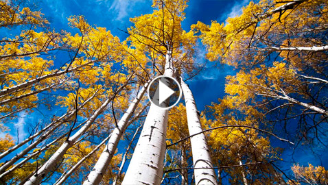 أصوات مخيفة صادرة عن أكبر كائن حي مسجل في العالم.. فيديو وصور