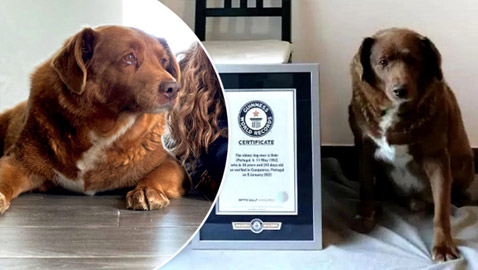 صور: نفوق أكبر كلب في العالم عن 31 سنة