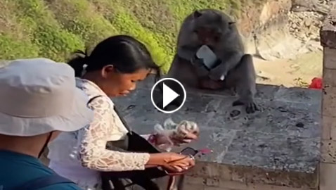 فيديو طريف: قرد يقايض سائحة سرق هاتفها.. وهذا ما طلبه!