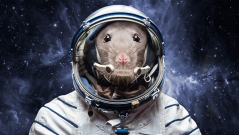علماء يطوّرون للمرة الأولى أجنة فئران في الفضاء