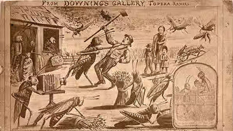 جراد نيبراسكا.. وقصة الغزو «الحشري» الأكبر في التاريخ