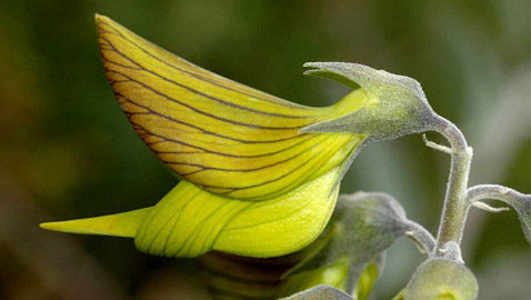 صور مذهلة لنبات (زهرة الطيور الخضراء) على شكل طائر الطنان