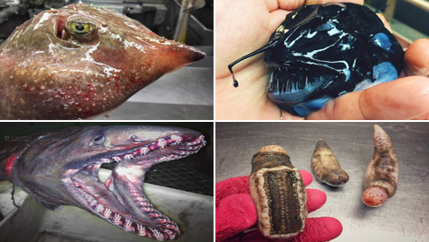 تبدو كوحوش فضائية.. صياد يفاجئ الباحثين بمخلوقات غريبة تلتقطها شباكه (صور)