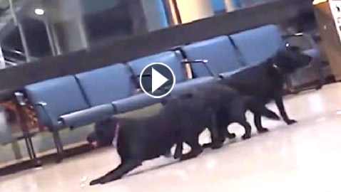 فيديو طريف: كلاب أمن المطار تلهو وتستمتع باللعب وقت راحتها