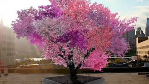 شجرة الأربعين فاكهة.. ثمار مختلفة من أصل واحد