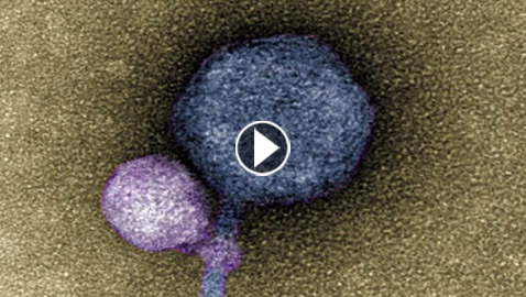 عض آخر.. فيروس 