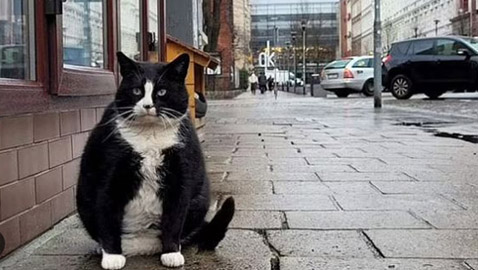 حمية قاسية لقط شهير في بولندا!