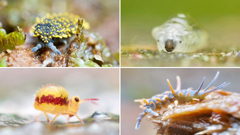 كائنات مجهرية.. صور استثنائية تكشف أسرار مملكة التربة تحت أقدامنا