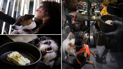 إضاءة خافتة وموسيقى هادئة بعيدة عن النباح.. للكلاب مطعمها أيضا (صور)