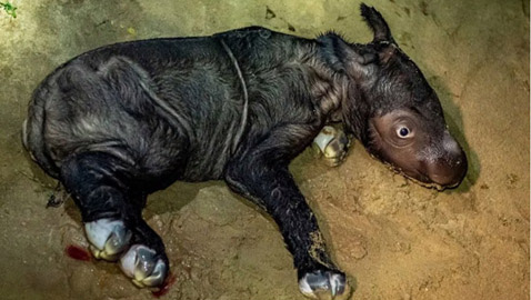 صور :ولادة وحيد قرن سومطري شبه منقرض في إندونيسيا