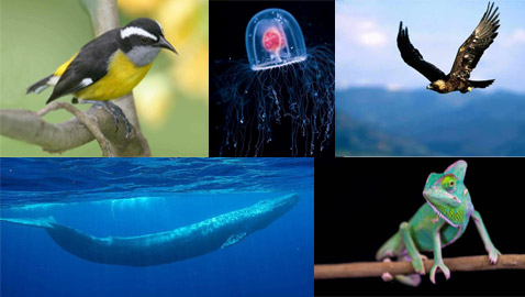 10 صفات وقدرات تميز الحيوانات عن الإنسان