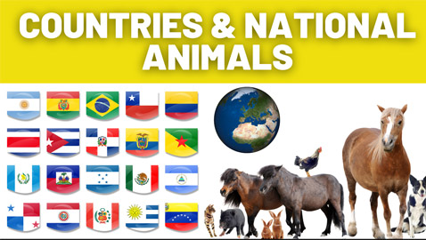 كيف اصبحت الحيوانات رموزا وطنية لدى الدول.. وما قصة الديك الغالي؟!