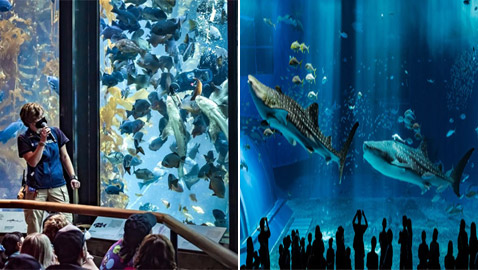 بالصور: رحلة مثالية للعوائل إلى أحواض الأسماك الأكبر في العالم