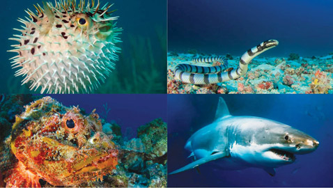 تعرفوا على أخطر انواع الكائنات البحرية.. أحدها يمكنه أكل إنسان في دقائق 