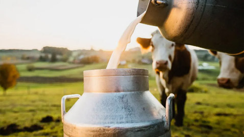 الحليب البقري أم الجاموسي.. أيهما أفضل؟