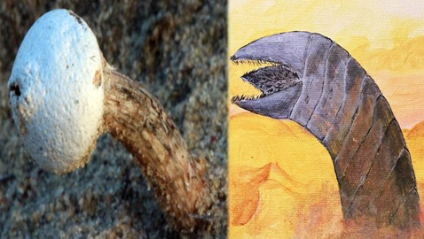 صور: اكتشاف كائن حي سام يشبه 