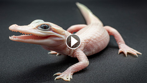 بعيون زرقاء وجلد أبيض.. ولادة أندر تمساح في العالم (فيديو وصور)