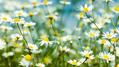 اليكم أفضل الاعشاب المضادة للأرق