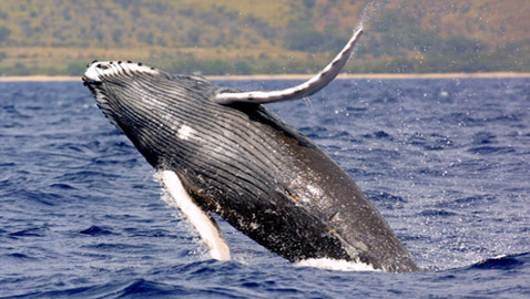 لأول مرة.. حديث بين حوت أحدب وعلماء استمر لـ20 دقيقة!