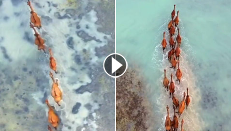 تخطف الأنظار.. إبل تتبختر عابرة شاطئ عسير بحثا عن أشجار المانجروف