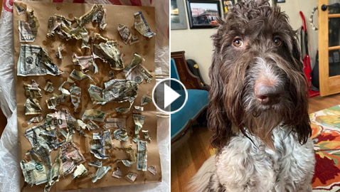 فيديو: كلب لم يرتكب سوءا بحياته أكل 4000 دولار لعائلة يعيش معها!