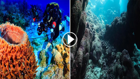 (أشبه بالحلم).. غواص يستكشف كهوف بحرية عمرها آلاف السنين بالسعودية