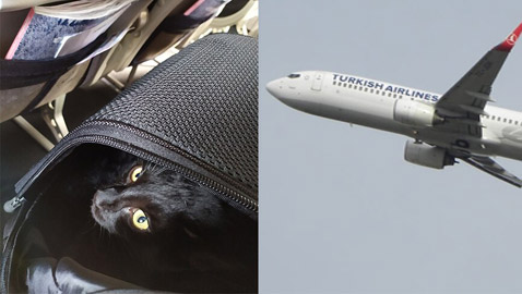 قطة تدرج صاحبها على (القائمة السوداء) لمنع الطيران