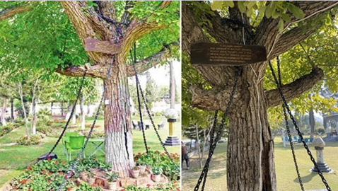 اعتقال شجرة منذ 125 عاماً في باكستان.. ما القصة؟