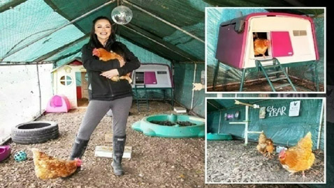 فندق خاص بالدجاج.. تتناول طعامها على موسيقى بيونسيه