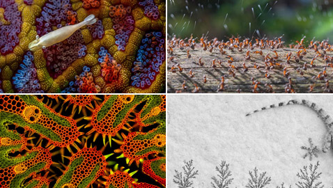 صور مدهشة: عجائب الطبيعة الخفية تتجلى بهذه الصور المقربة