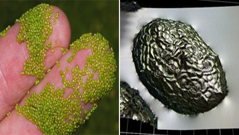 اختراق علمي لأصغر نبات على الأرض يعيش في الفضاء.. صور