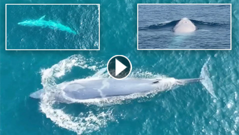 رصد أندر حوت في العالم للمرة الثانية في التاريخ (فيديو)