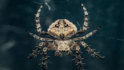 عنكبوت شديد السمية قد ينقذ البشر.. يوقف (رسالة الموت)