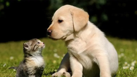 بشرى سارة.. اقتناء الحيوانات الأليفة يقي من الخرف