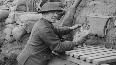 من أغرب قصص الحرب العالمية الأولى.. تجنيد نصف مليون قط