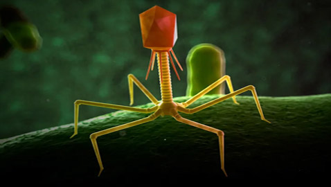 البكتيريا الخارقة.. مرض يهدد بقتل الملايين سنويا بحلول 2050