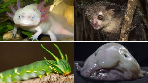 ربما لم ترها أبدا من قبل.. بالصور أغرب 10 حيوانات في العالم