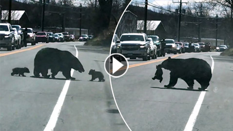 الأم هي الأم.. فيديو طريف لدبة تحاول تجميع أطفالها لحمايتهم