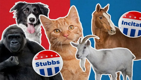 9 حيوانات تم ترشيحها لتولي مناصب سياسية عبر التاريخ!